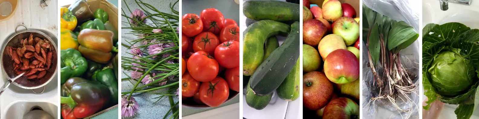 Several fresh food ingredients used in different meals (sweet potatoes, bell peppers, chives with blossoms, tomatoes, zucchini, apples, ramps, cabbages)